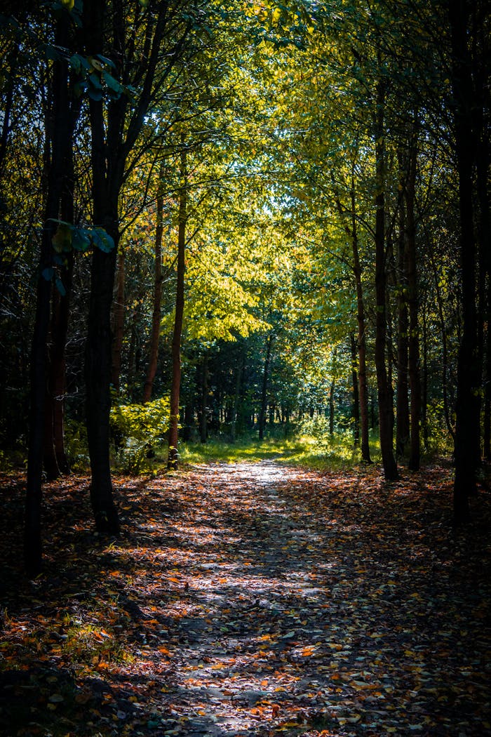 services-04 Tranquil forest path with lush trees and sunlit leaves creating a serene atmosphere.