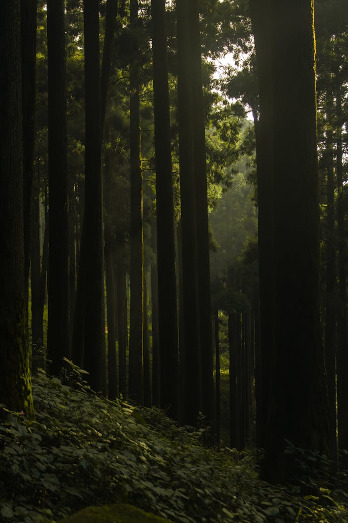 services-03 Capture of a tranquil forest with sunlight filtering through tall tree trunks.